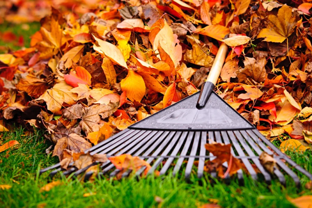 fall lawn care tips