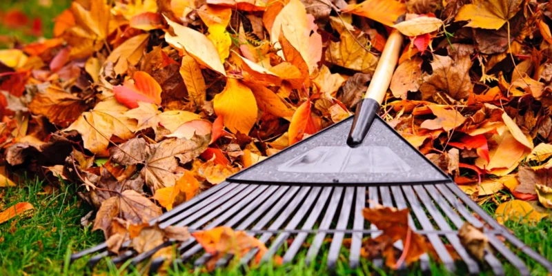 fall lawn care tips