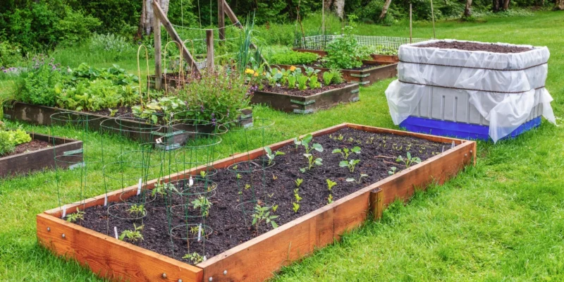 a photo of a backyard vegetable garden